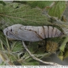 musch cribrellum pupa1 volg112
